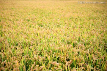 水稻田 稻子
