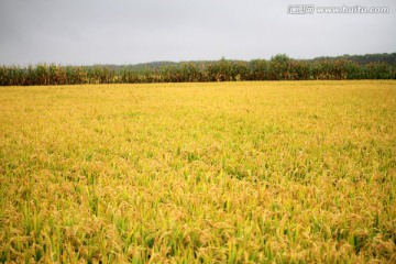 水稻田 稻子 稻穗