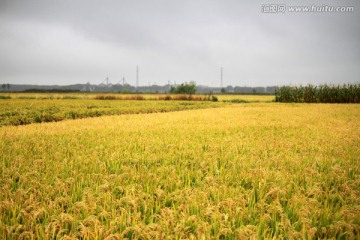 水稻田 稻子 稻穗 水稻