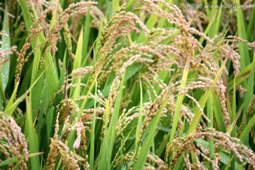 水稻田 稻子 稻穗 水稻