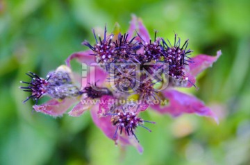 紫苞风毛菊