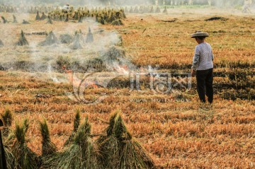 秋收稻田