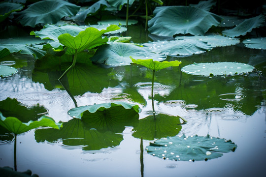 雨荷