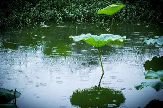 雨中荷叶