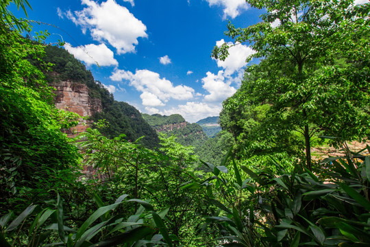 绿树青山