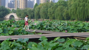 荷花池