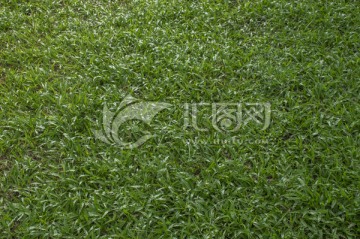 草地草坪绿草素材