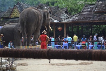 大象表演 休闲