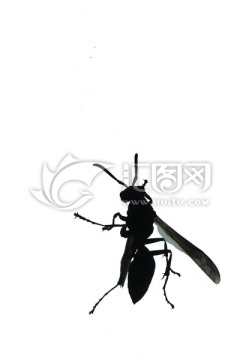 黑白大黃蜂