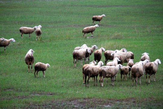 羊群 草原 牧区 内蒙 秋天