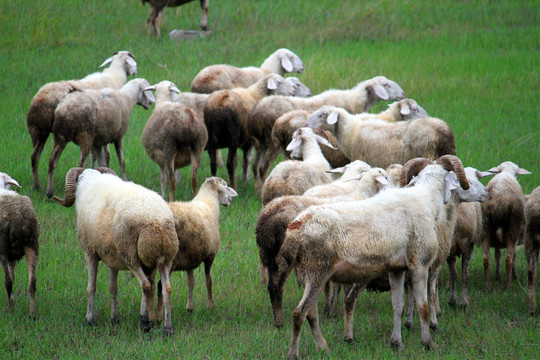 羊群 草原 牧区