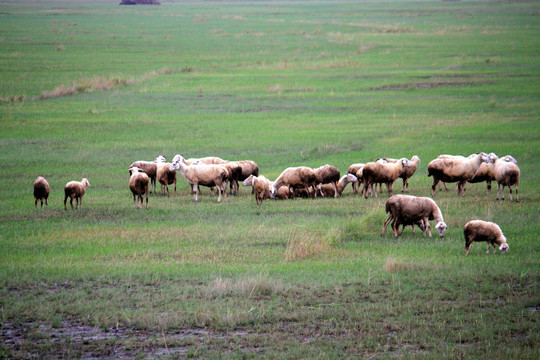 羊群 草原 牧区