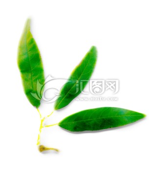 綠葉 國畫水墨