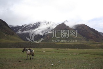 天山牧场马匹