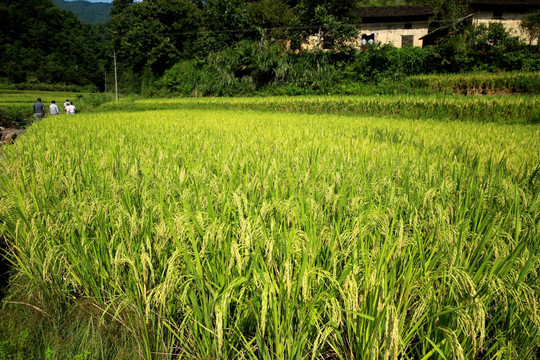 水稻 稻田 丰收 稻谷 田野