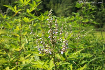 黄荆花