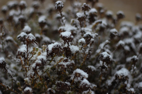 枯枝上的雪