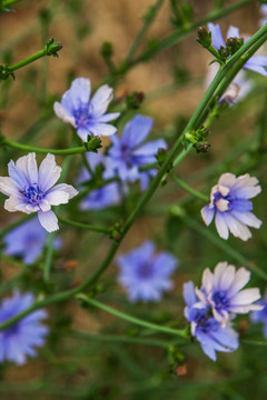 紫色花 野花