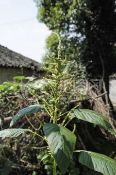 房前屋后的苋菜