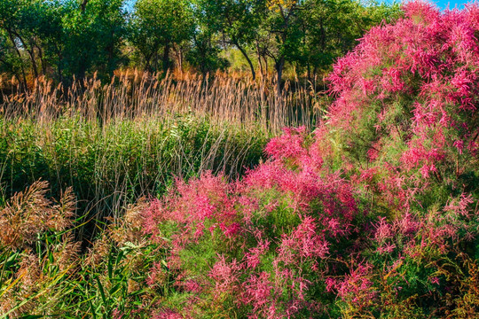 甘家湖芦苇荡