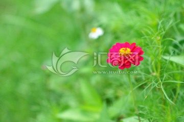 小紅花
