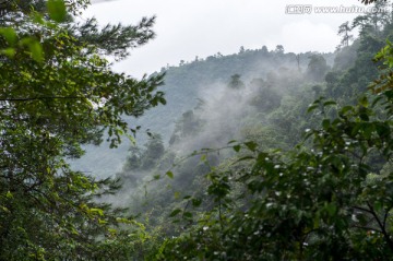 高山云雾