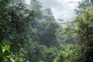 高山云雾