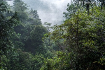 高山云雾