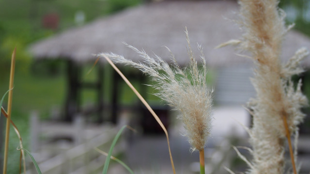 芦花 茅草亭