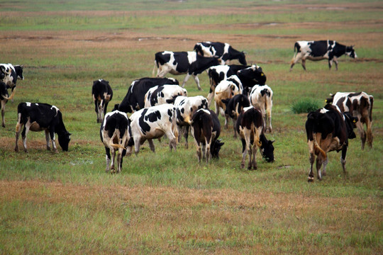 牛 奶牛牛群 草原 牧区 内蒙