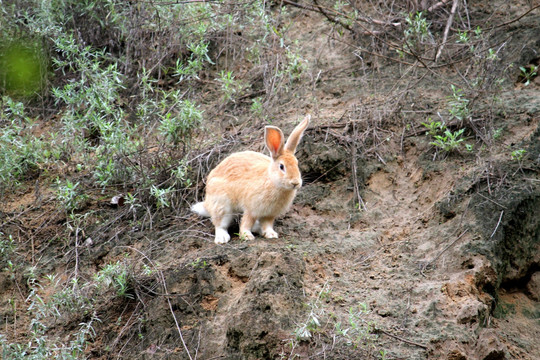 兔子 山兔 小兔子 动物
