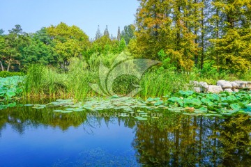 池塘湿地