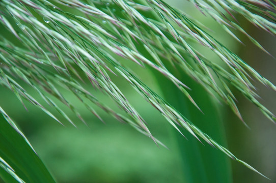 绿色植物背景