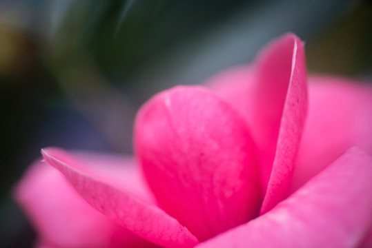 茶花特写