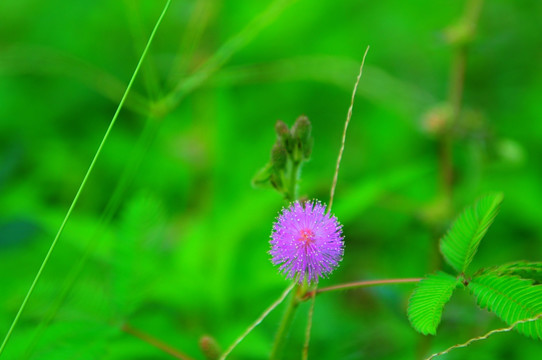 含羞草花