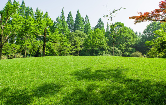 草坪 草地 树林