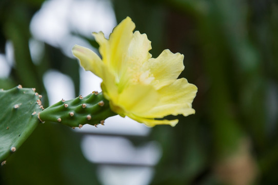 仙人掌花