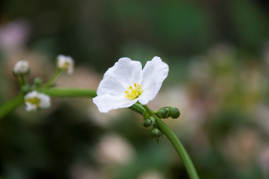 白色的花