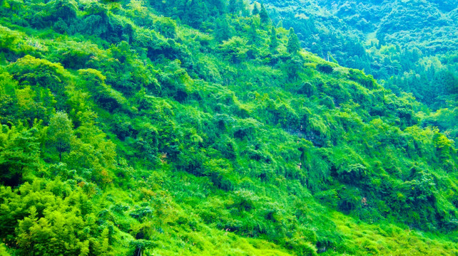 苍翠 绿野 树林