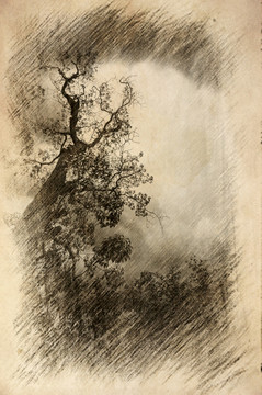 枯樹素描