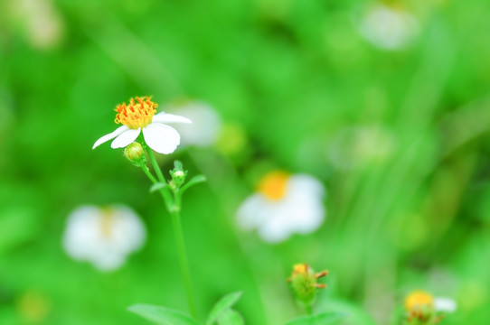 蜜蜂花朵