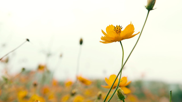 硫华菊