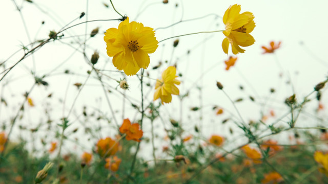 硫华菊