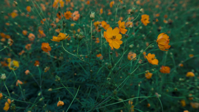 硫华菊