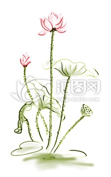 蓮 荷花