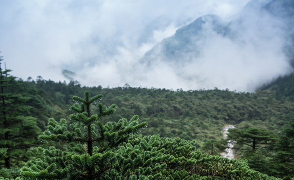 大雾中的轿子山