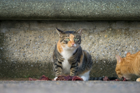 小猫进食