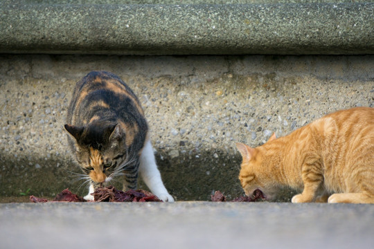 小猫进食