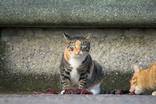 小猫进食