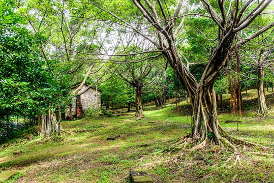 阳光树林小屋